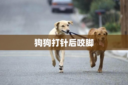 狗狗打针后咬脚